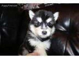 Alaskan Malamute Puppy for sale in Mansfield, OH, USA