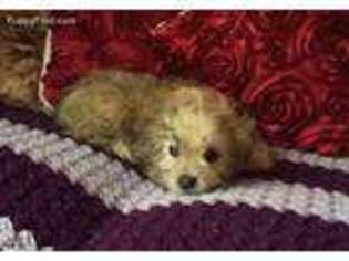 Shinese Puppy for sale in Clymer, PA, USA