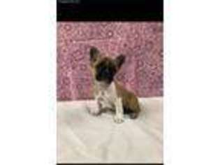 French Bulldog Puppy for sale in Amityville, NY, USA