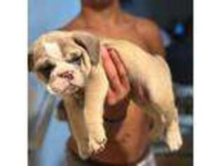 Bulldog Puppy for sale in Acworth, GA, USA