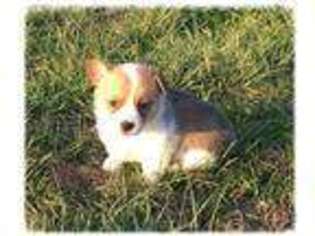 Pembroke Welsh Corgi Puppy for sale in Rolla, MO, USA