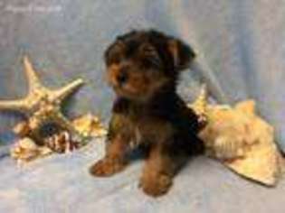 Yorkshire Terrier Puppy for sale in Oak Island, NC, USA