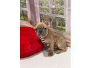 French Bulldog Puppy for sale in Larned, KS, USA