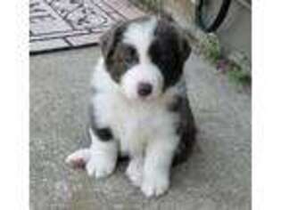 Border Collie Puppy for sale in Wheatfield, IN, USA