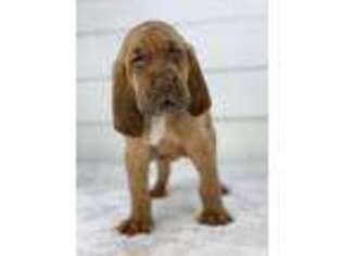 Bloodhound Puppy for sale in Owensboro, KY, USA