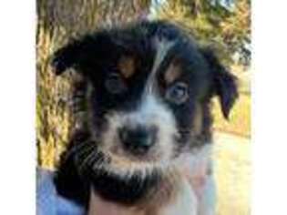 Australian Shepherd Puppy for sale in West Chester, IA, USA