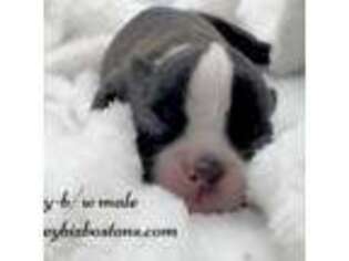 Boston Terrier Puppy for sale in Galt, CA, USA