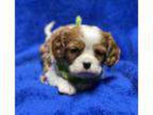 Cavalier King Charles Spaniel Puppy for sale in Buffalo, MO, USA