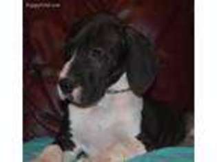 Great Dane Puppy for sale in Indianapolis, IN, USA