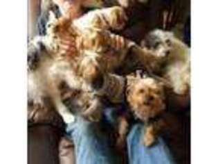 Yorkshire Terrier Puppy for sale in Merrimack, NH, USA
