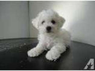 Bichon Frise Puppy for sale in DERRY, NH, USA