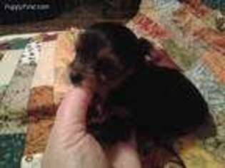 Yorkshire Terrier Puppy for sale in Reading, MI, USA