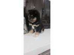 Shiba Inu Puppy for sale in Arcola, IL, USA