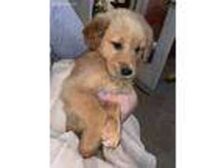 Golden Retriever Puppy for sale in Wilburton, OK, USA