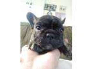 French Bulldog Puppy for sale in Oxon Hill, MD, USA