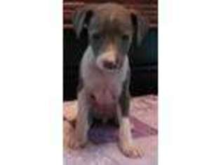 Italian Greyhound Puppy for sale in Molalla, OR, USA