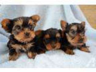 Yorkshire Terrier Puppy for sale in TUSTIN, CA, USA