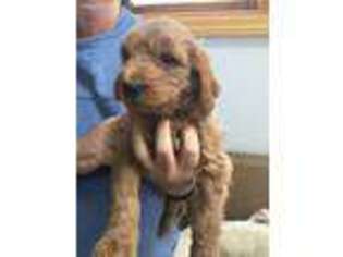 Goldendoodle Puppy for sale in Monument, CO, USA