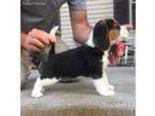 Beagle Puppy for sale in Mooresville, IN, USA