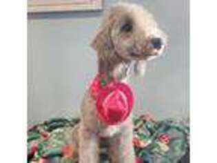 Bedlington Terrier Puppy for sale in Gun Barrel City, TX, USA