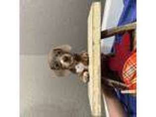 Dachshund Puppy for sale in Goodman, MO, USA