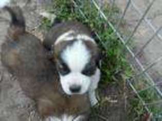 Saint Bernard Puppy for sale in Waupun, WI, USA