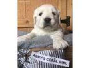 Mutt Puppy for sale in Connell, WA, USA