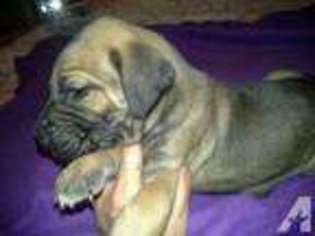 Great Dane Puppy for sale in MILL CREEK, WV, USA