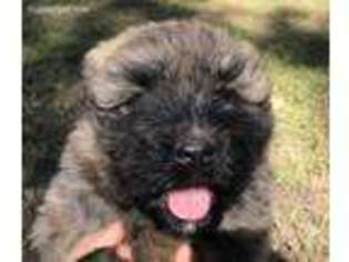 Mutt Puppy for sale in Hobbsville, NC, USA