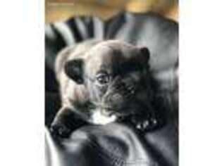 French Bulldog Puppy for sale in Hillsboro, OH, USA