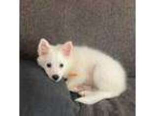 American Eskimo Dog Puppy for sale in Kentwood, MI, USA