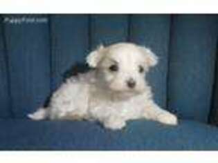Maltese Puppy for sale in Radford, VA, USA