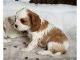 Cavalier King Charles Spaniel Puppy for sale in Farmerville, LA, USA
