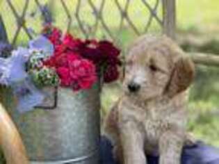 Goldendoodle Puppy for sale in Ardmore, OK, USA