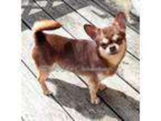 Chihuahua Puppy for sale in Falls Mills, VA, USA