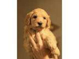 Goldendoodle Puppy for sale in Forest Grove, OR, USA