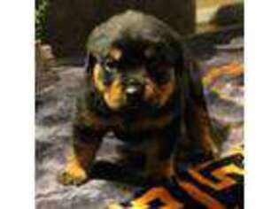 Rottweiler Puppy for sale in Dublin, GA, USA