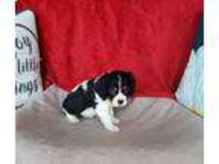 Cavalier King Charles Spaniel Puppy for sale in Cabot, AR, USA
