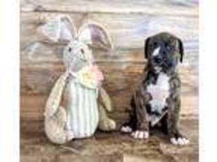 Great Dane Puppy for sale in Woodburn, IN, USA
