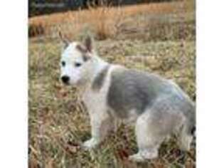 Siberian Husky Puppy for sale in Nashville, IN, USA