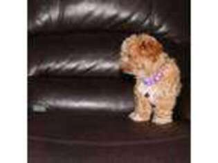 Havanese Puppy for sale in Navarre, OH, USA