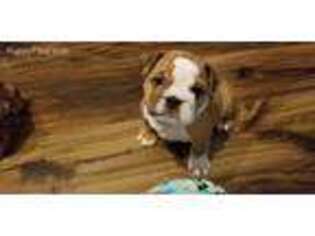 Bulldog Puppy for sale in North Richland Hills, TX, USA