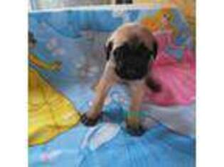 Mastiff Puppy for sale in Jasper, AL, USA
