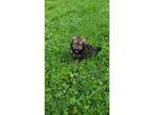 Mutt Puppy for sale in Radcliffe, IA, USA