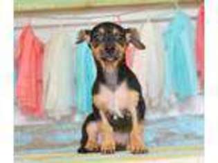 Chorkie Puppy for sale in Wentworth, MO, USA