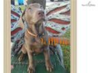 Labrador Retriever Puppy for sale in New Orleans, LA, USA