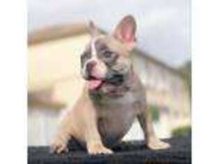 French Bulldog Puppy for sale in Pembroke Pines, FL, USA