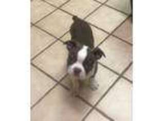 Boston Terrier Puppy for sale in Avondale, PA, USA