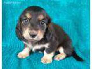 Dachshund Puppy for sale in Hayesville, NC, USA