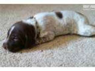 German Shorthaired Pointer Puppy for sale in Denver, CO, USA